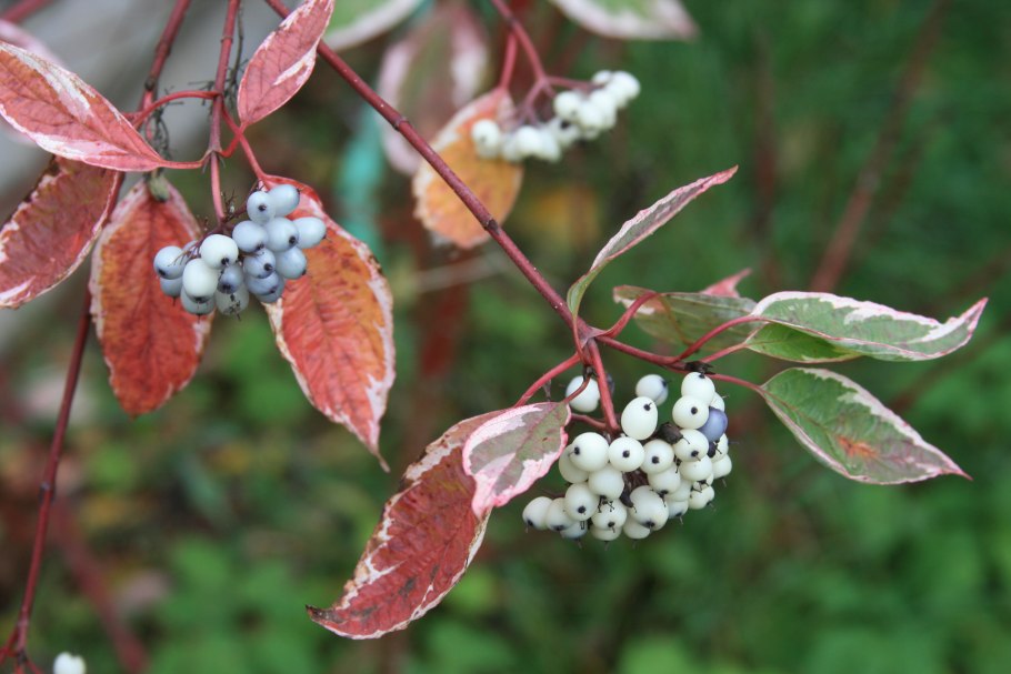 Дерен белый Сибирика