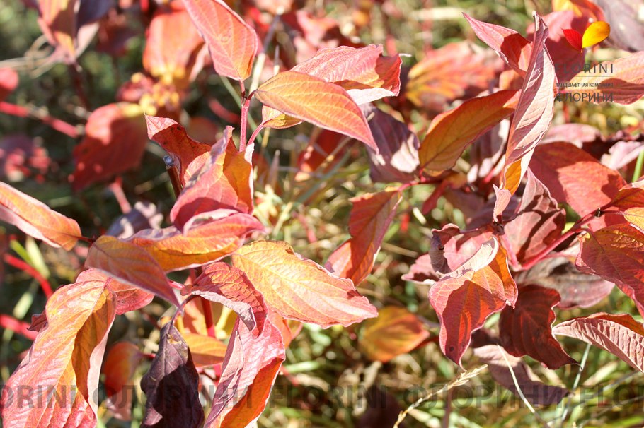 Дерен Сибирика осенью