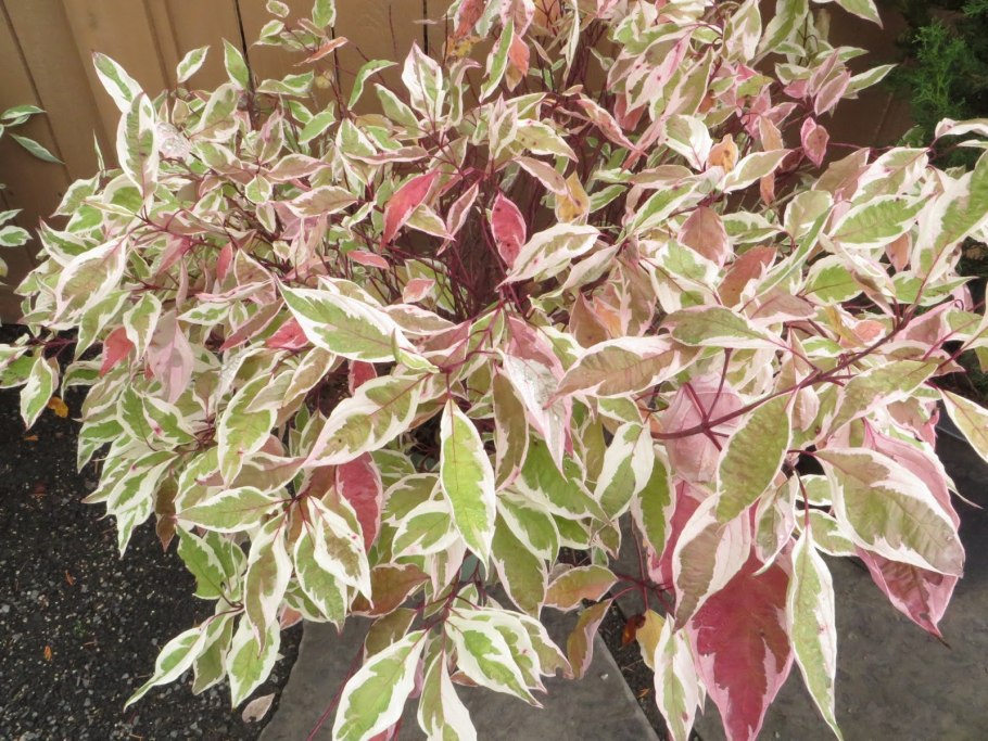 Дёрен белый Ivory Halo