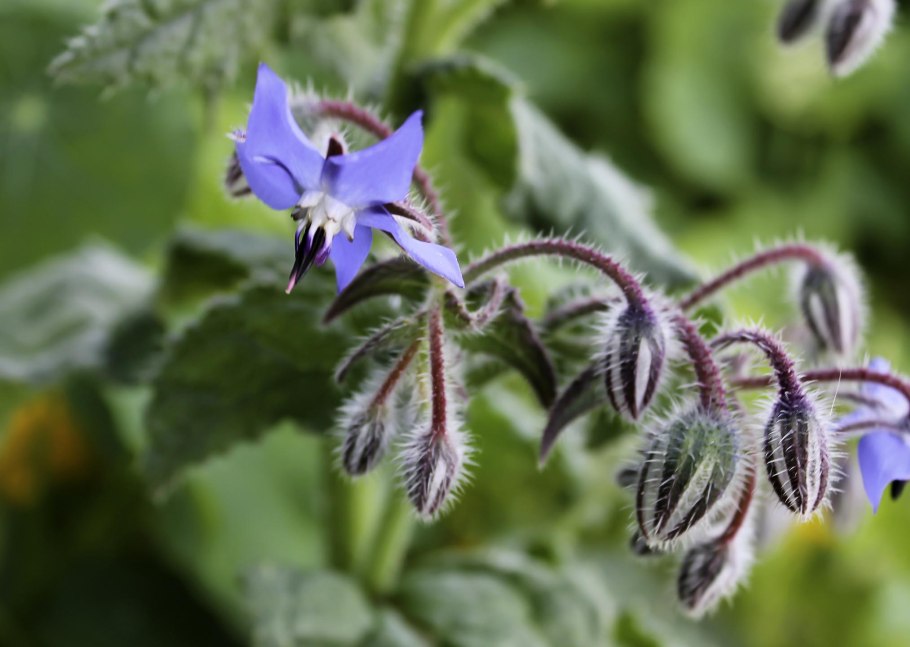 Огуречная трава соцветие