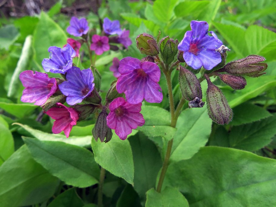 Ценобий Яснотковые