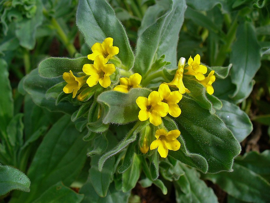 Алканна красильная