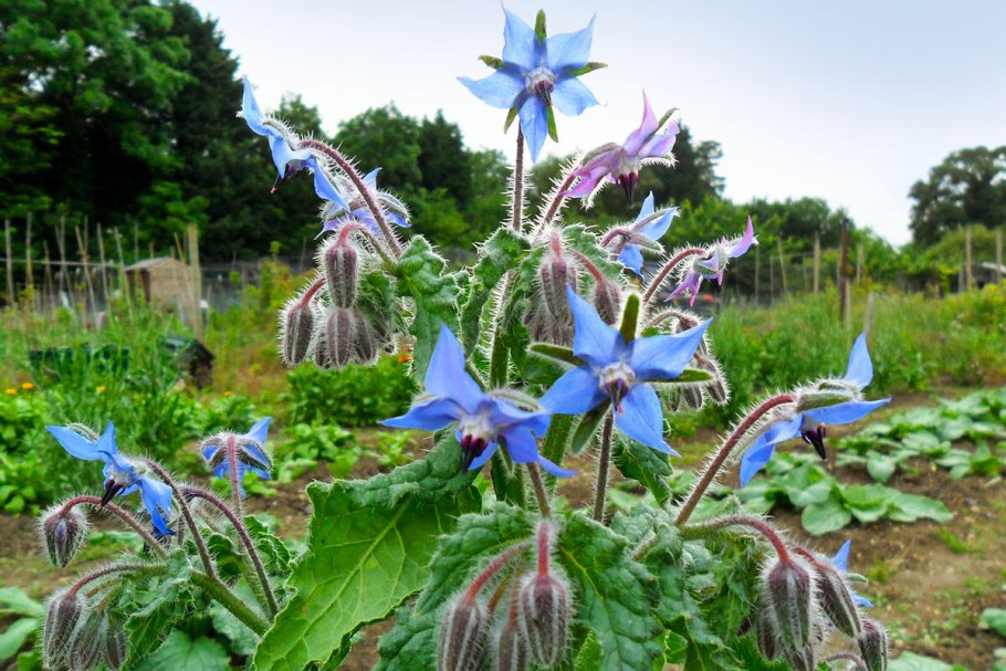 Бурачник (огуречник)