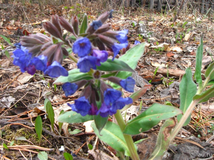 Прострел Ревердатто