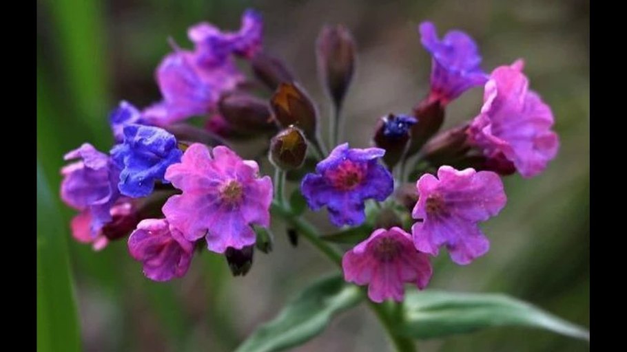 Медуница растение