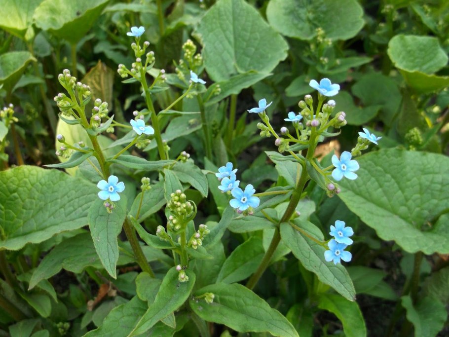 Яснотковые Lamiaceae
