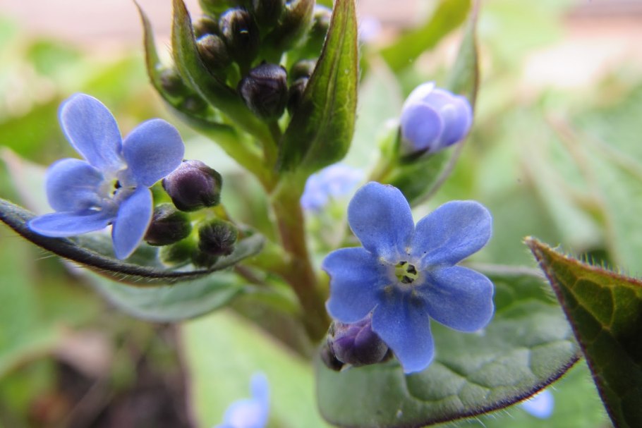Бурачниковые (Boraginaceae)