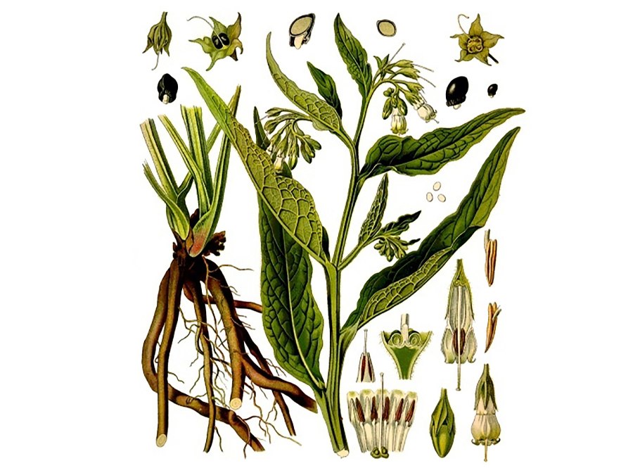 Окопник лекарственный ботаника