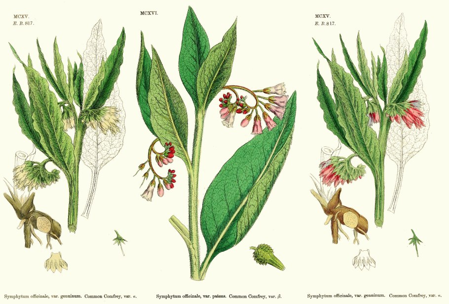 Окопник лекарственный Ботаническая