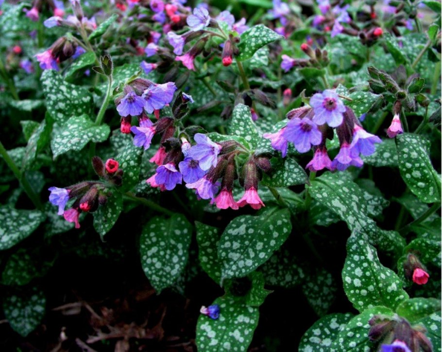 Медуница сахарная Leopard