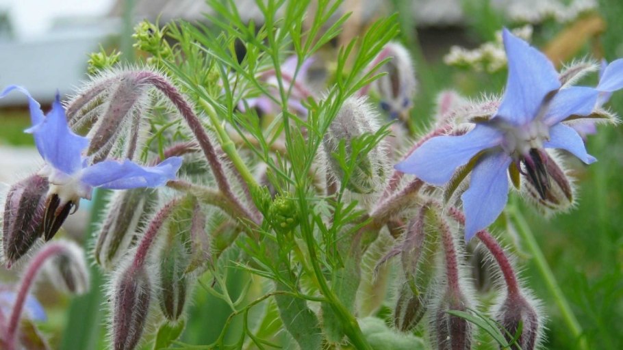 Растение бораго огуречная трава