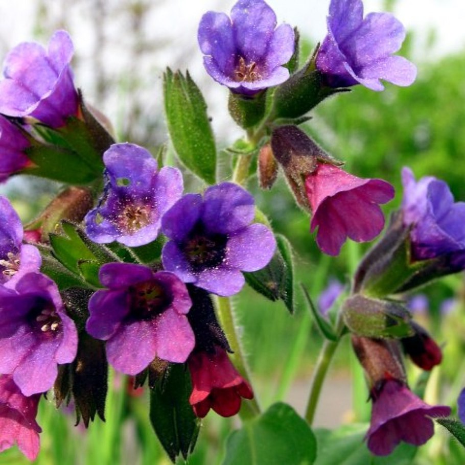 Медуница лекарственная желтая