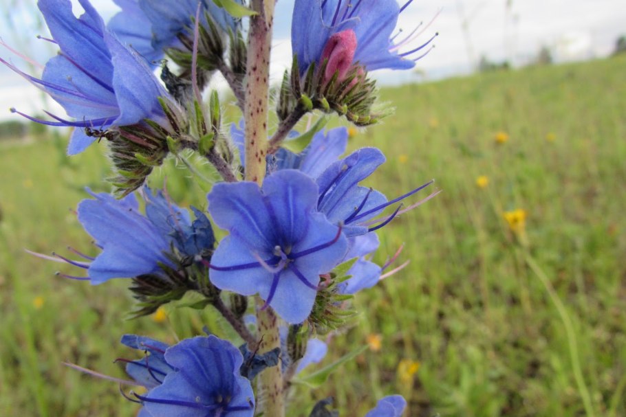 Anchusa officinalis