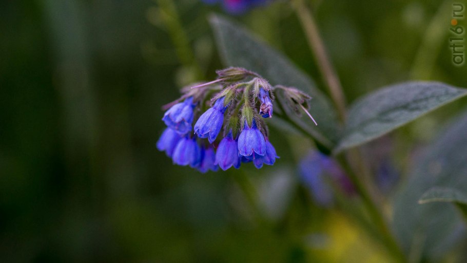 Медуница Лесная