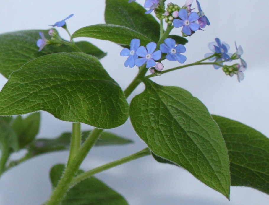 Brunnera macrophylla рисунок