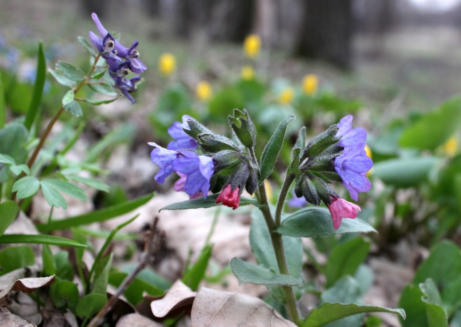 Бораго огуречная трава