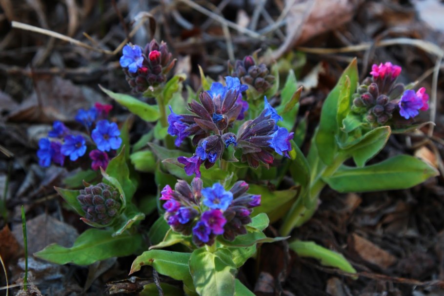 Декоративные растения семейства бурачниковых