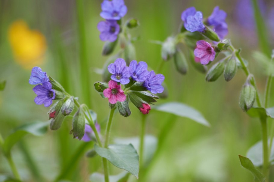 Медуница врачебная