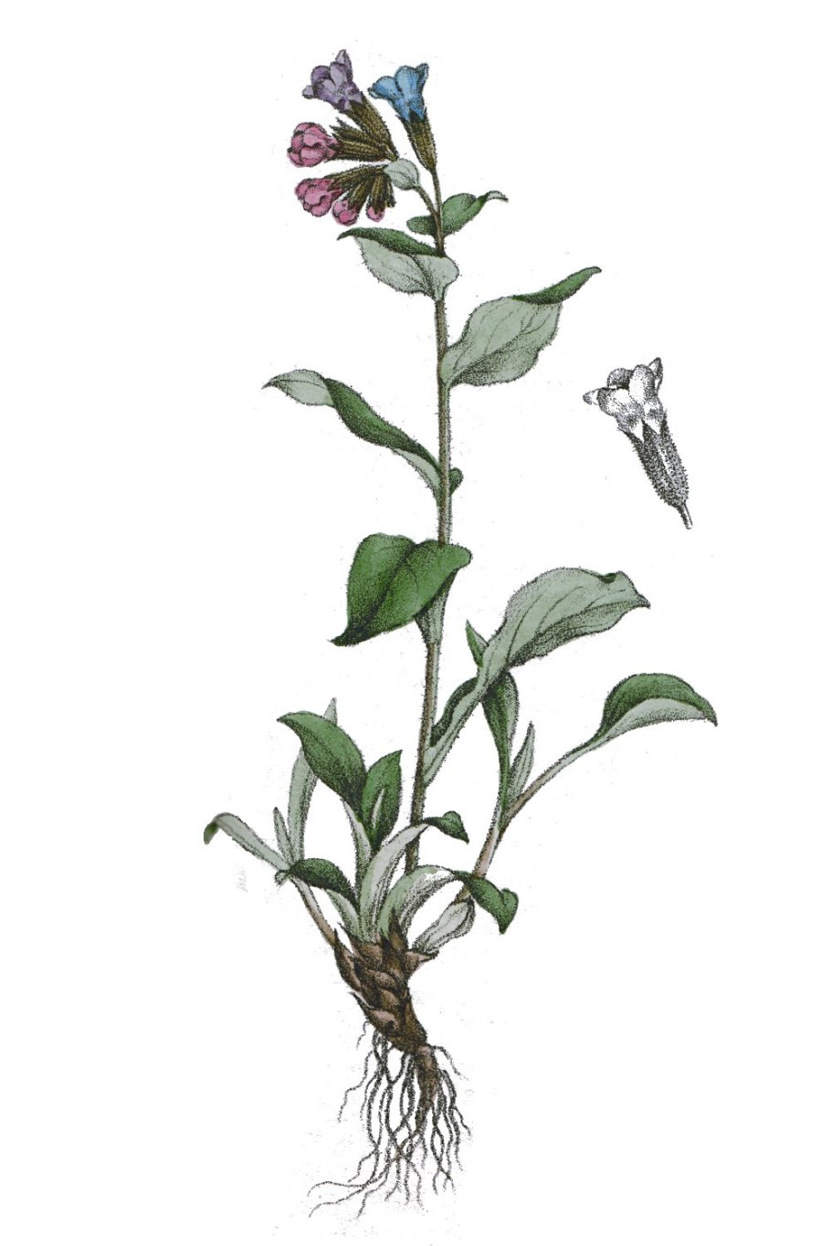 Медуница лекарственная (Pulmonaria officinalis)