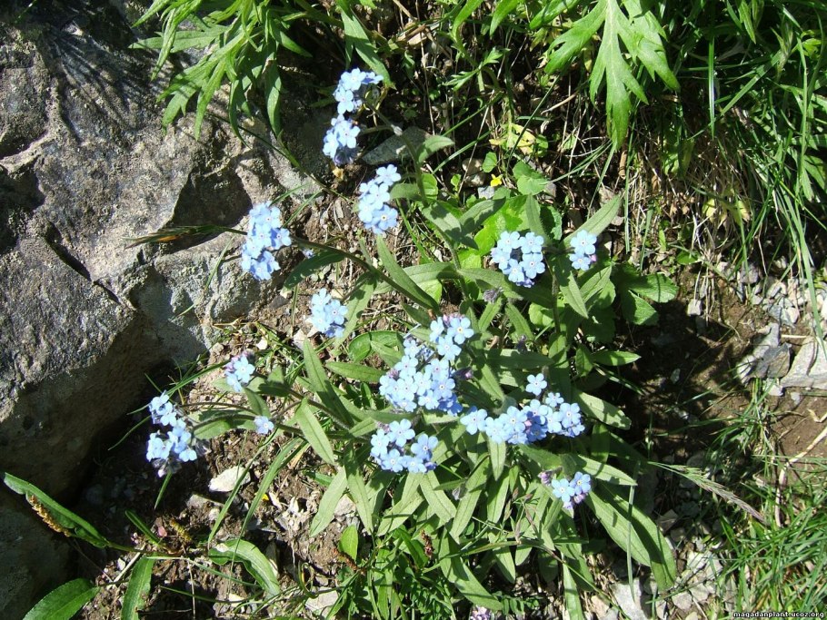 Сем. Бурачниковые