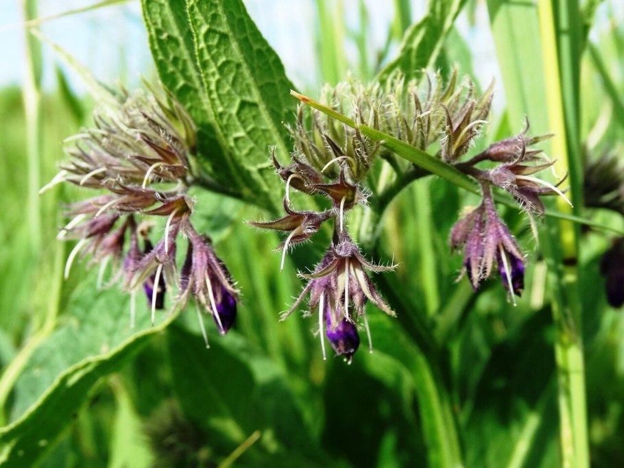 Лекарственные растения Луганщины