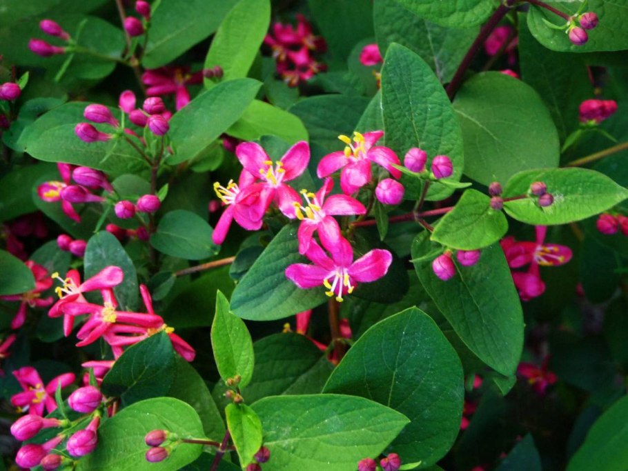 Жимолость вьющаяся Грэхам Томас