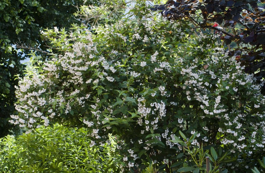 Жимолость каприфоль цветы