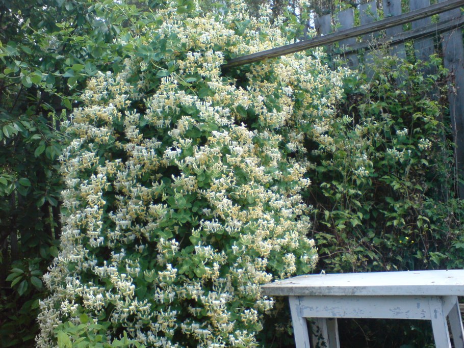 Жимолость Татарская Розеа куст