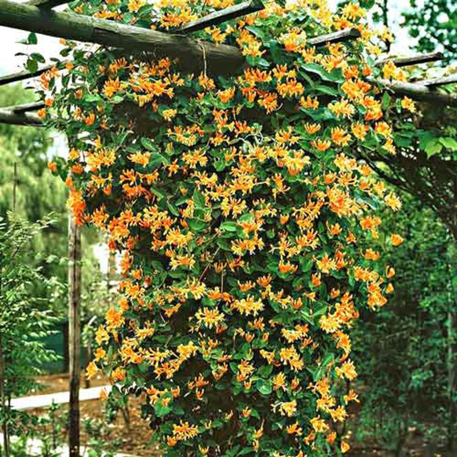 Жимолость каприфоль Лиана