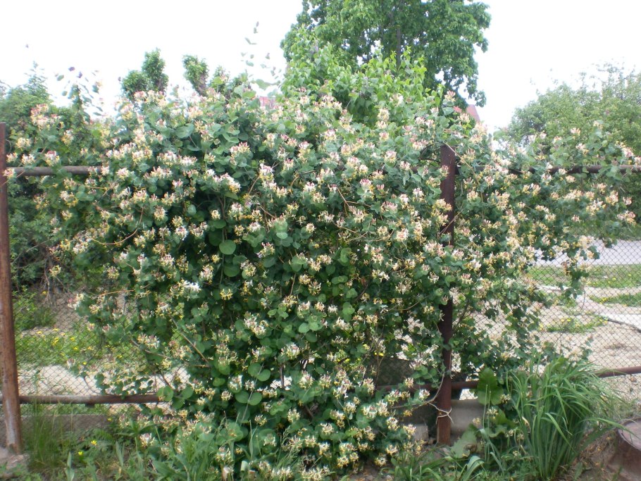 Жимолость каприфоль