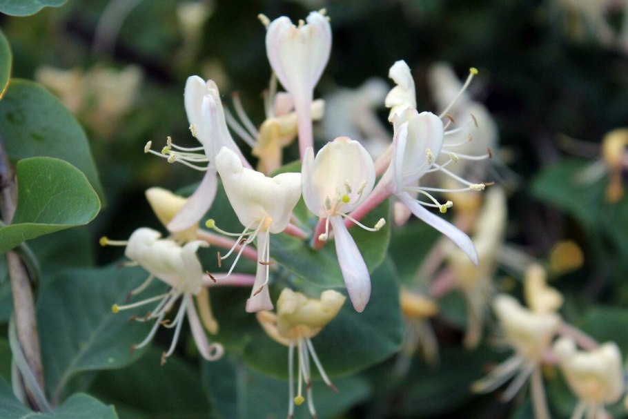 Lonicera tatarica жимолость Татарская