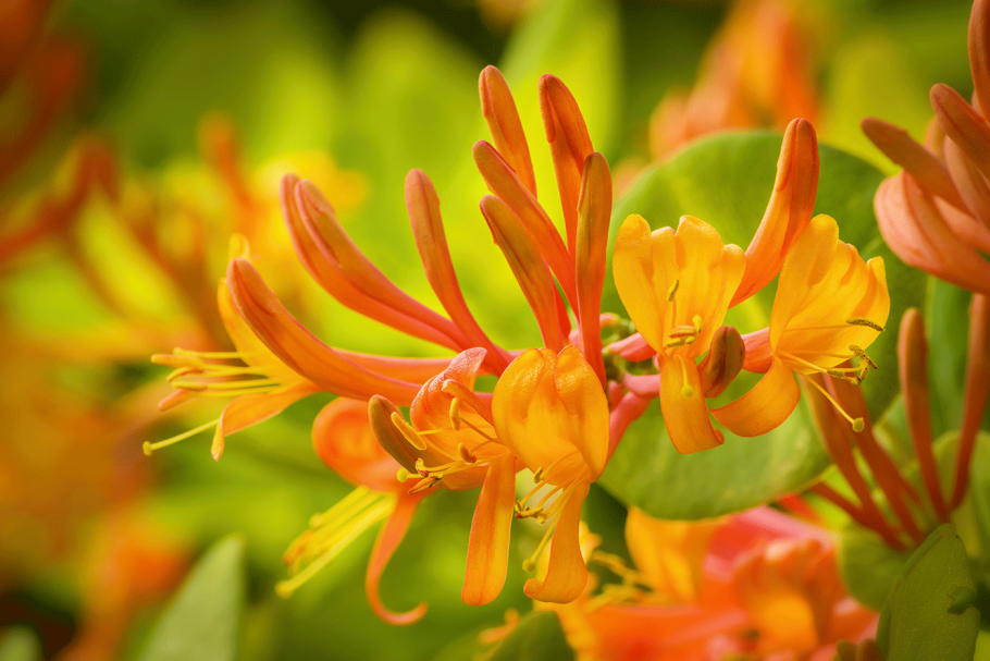 Жимолость вьющаяся