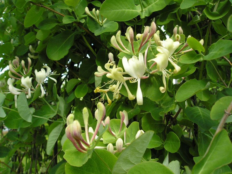 Жимолость каприфоль (Lonicera caprifolium)