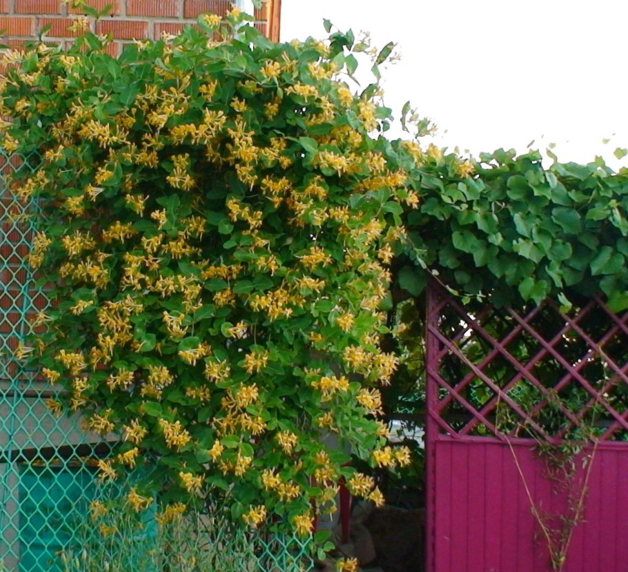 Жимолость каприфоль красная