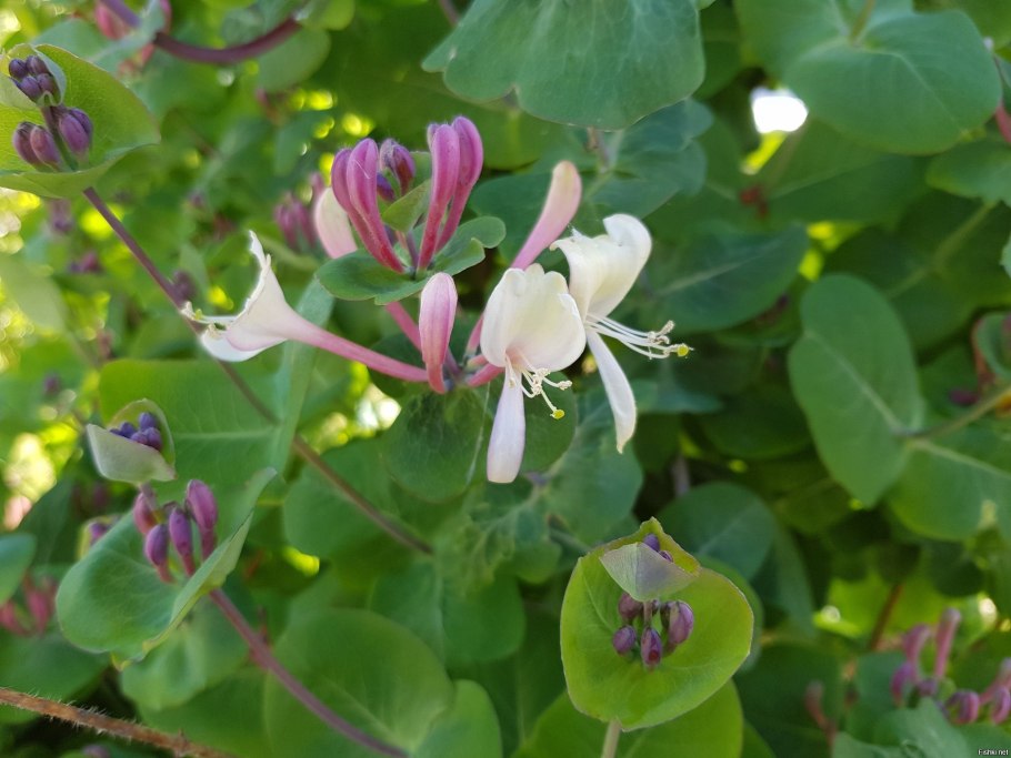 Жасмин каприфоль