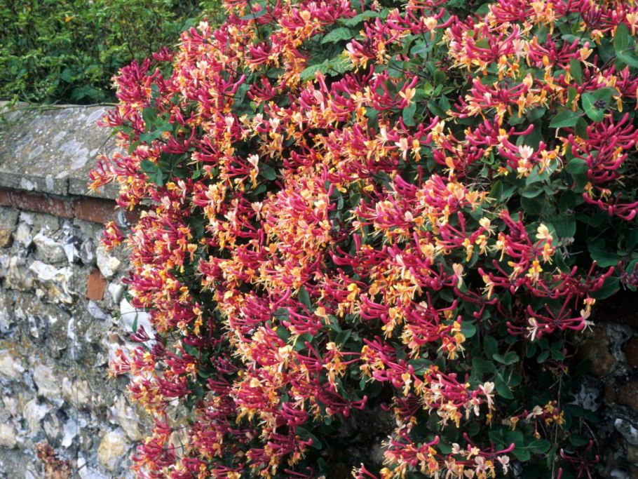 Жимолость Татарская каприфоль