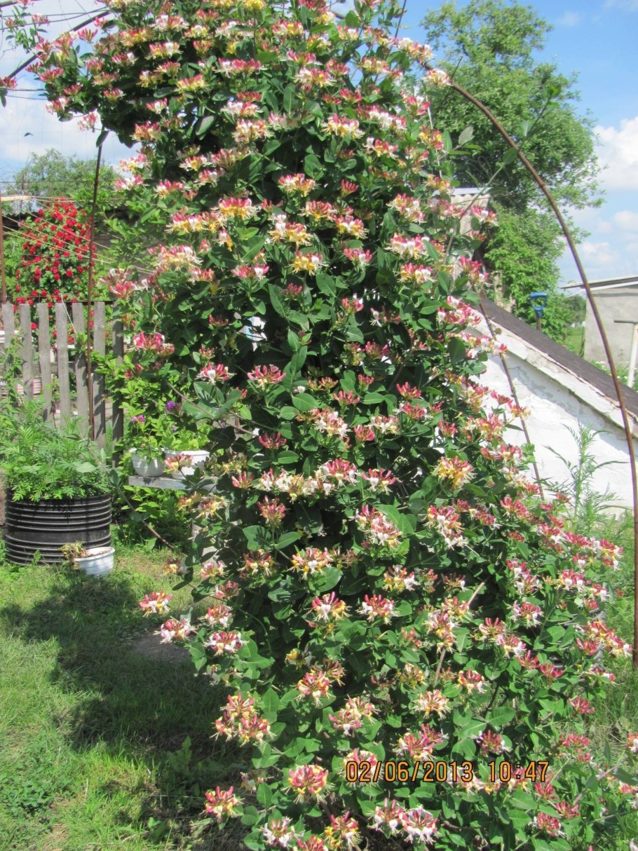 Жимолость раннецветущая