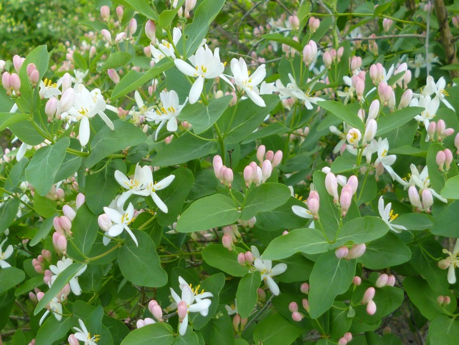 Lonicera 3d Plant