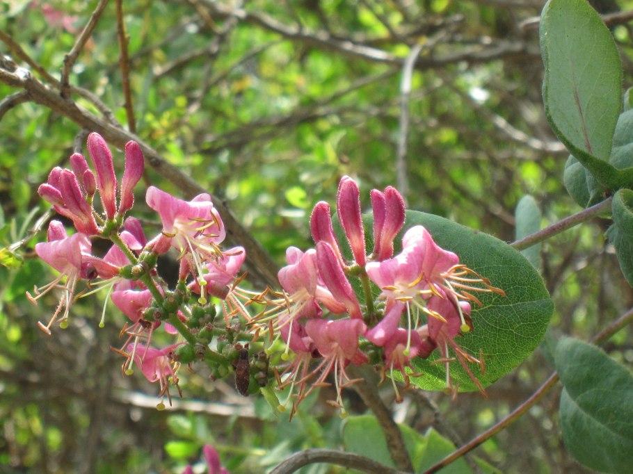 Жимолость обыкновенная цветы