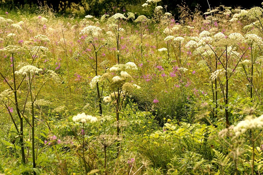 Дудник Лесной дягиль