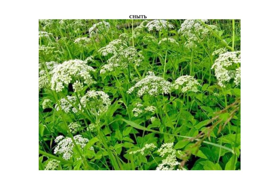 Схемы соцветий с примерами растений