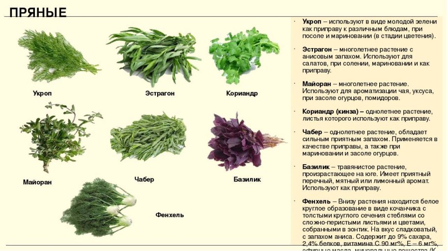 Схемы типов соцветий покрытосеменных растений