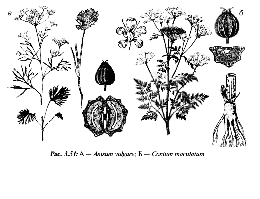 Сельдерейные зонтичные