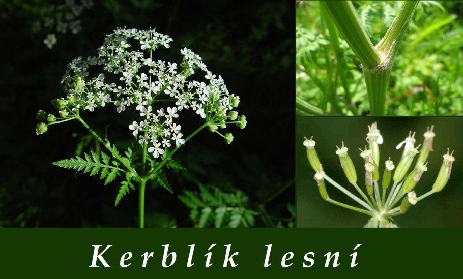 Борщевик дягиль Дудник