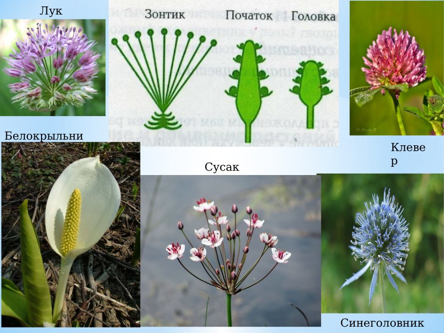 Сныть экологическая группа