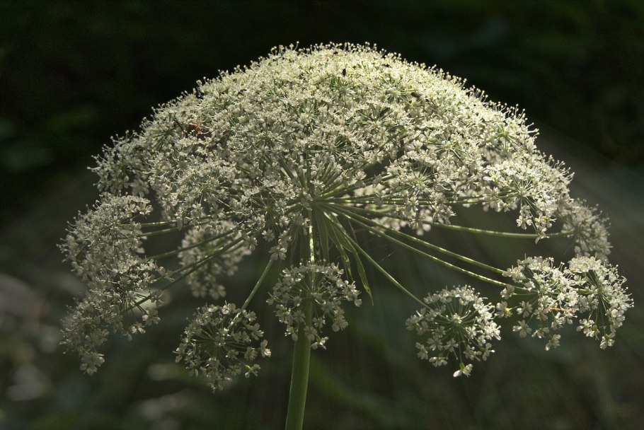 Бороздоплодник многораздельный
