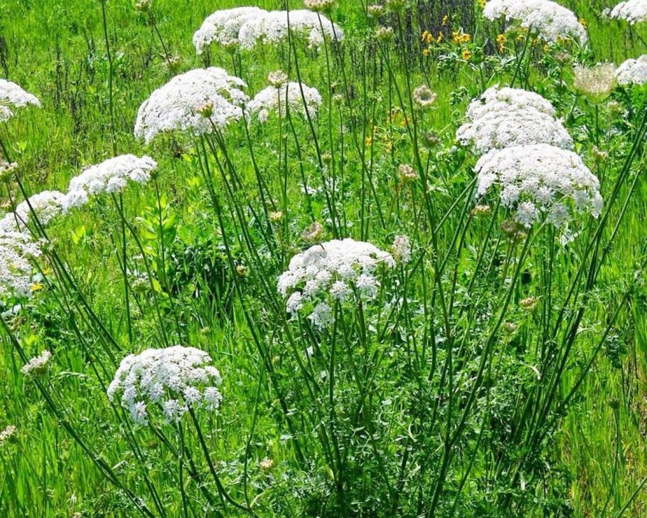 Корова Пастернак