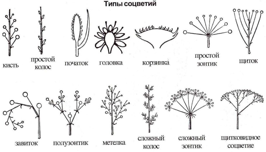 Щитковидная метелка соцветие