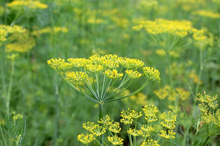 Борщевик Сосновского меры борьбы