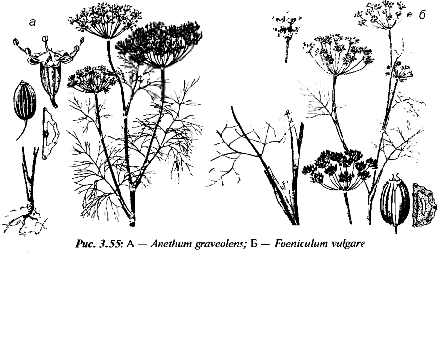 Морковь Дикая - Daucus carota l.
